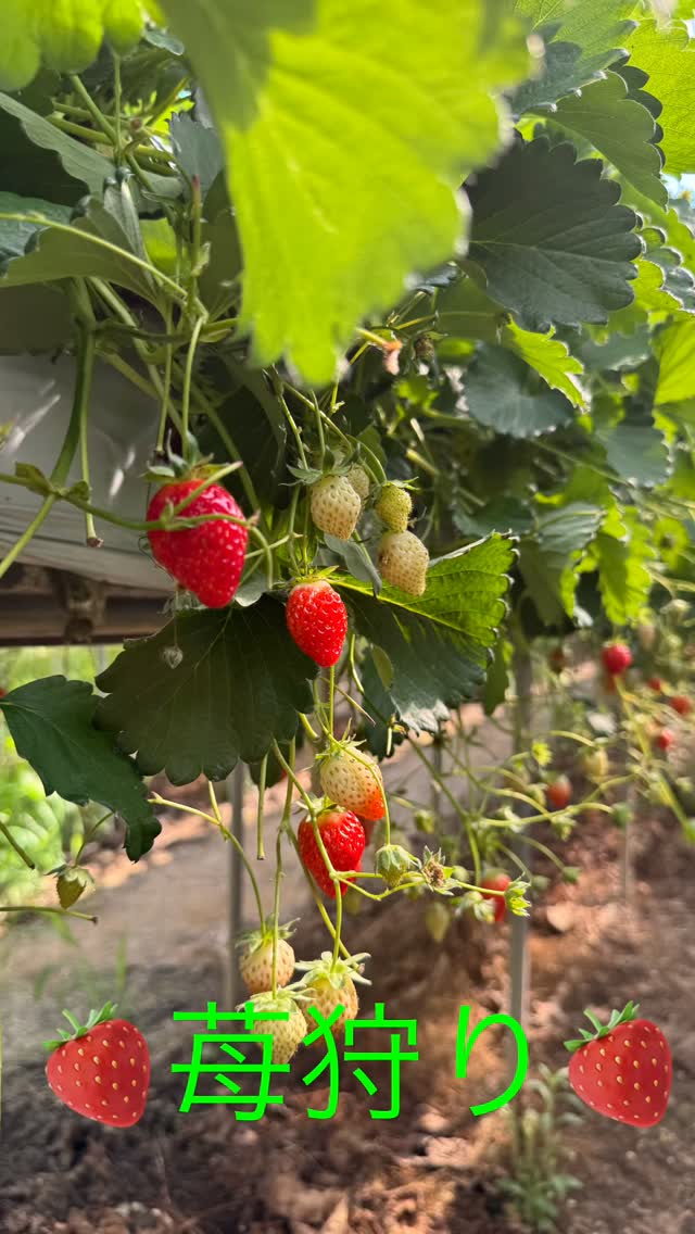 保護者の方のご厚意で苺狩り🍓